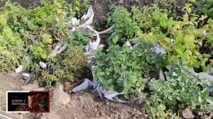 КОЛЛЕКЦИОННЫЕ СОРТА МЯТЫ. 48 СОРТОВ МЯТЫ В ОДНОЙ КОЛЛЕКЦИИ ! СУЩЕСТВУЕТ ЛИ МЯТА БАНАНОВАЯ И ПРОЧИИ