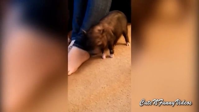 Поросята отжигают Смешные мини свинки развлекаются и не только смотреть онлайн