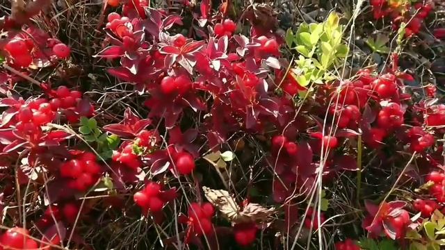 Поход за ягодой дёрен шведский для варенья смотреть онлайн