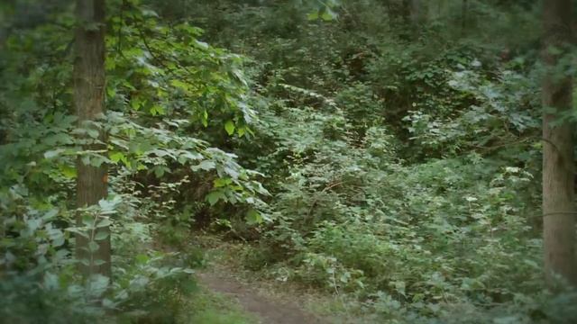 Woodcrest Retreat Overview смотреть онлайн