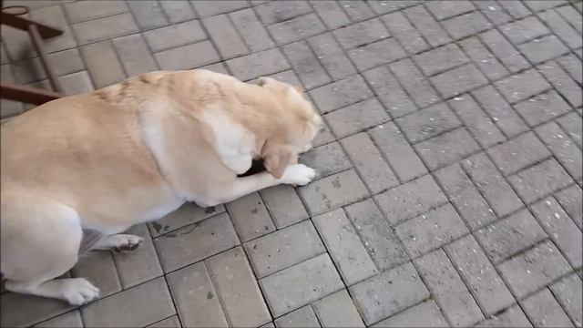 Великое переселение