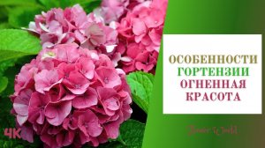 Особенности гортензии Огненная красота (Fiery beauty).