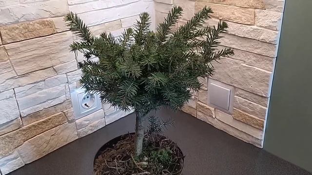 Хвойные растения.Компактные сорта елей в моём саду. смотреть онлайн