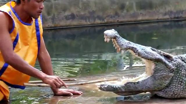 Засунул голову в пасть крокодилу смотреть онлайн