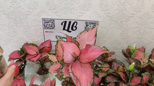 Обзор растений поступивших из Азии 30.05.21 (Филодендрон, Алоказия, Аглаонема, Антуриум, Фаленопсис смотреть онлайн