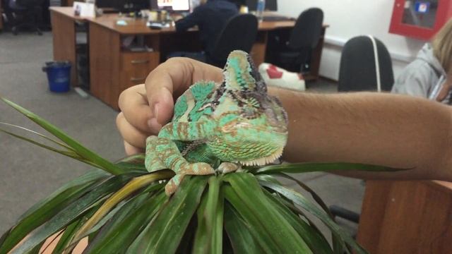 Жизнь хамелеона "НяшныйКостя" - Хамелеон балдеет от массажа смотреть онлайн