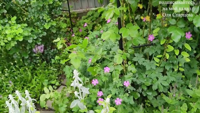 Как готовлю сад к цветению роз. Первые розы в саду 29.05.2023 г. Пятигорск. смотреть онлайн