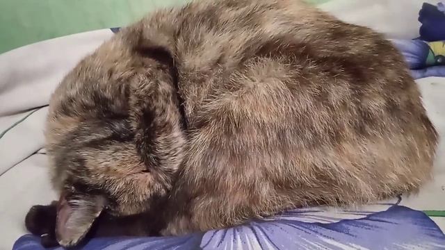 какая может быть погода от  такой позы у кошки