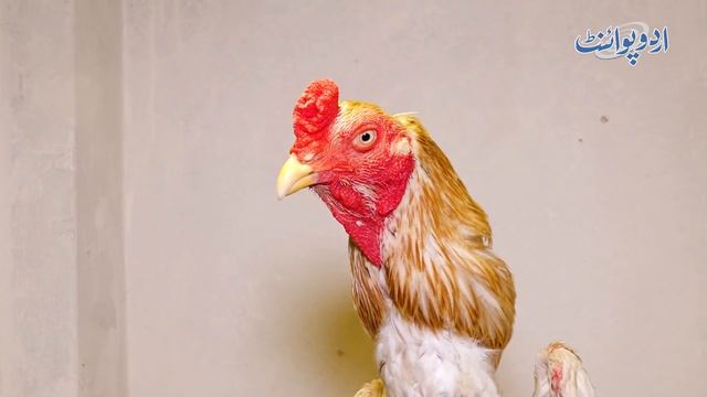 15 Hazar Ka Anda Dene Wali Murghian - 45000 Ki Investment Se Imported Hen Ka Business, Lakhon Profi смотреть онлайн