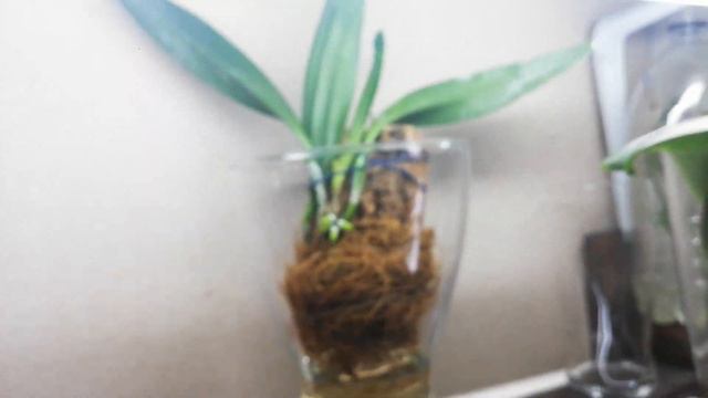 Ура каттлея ожила и пустилась в рост. смотреть онлайн