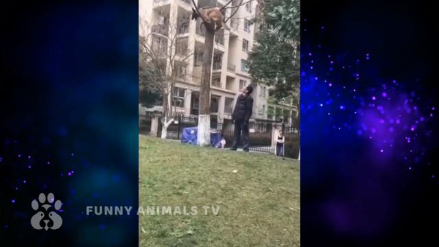 Смешные Животные 2020 / Приколы 2020 Лучшие/ Смехотерапия / Котики/ Приколы с котами (29) смотреть онлайн