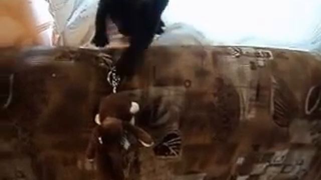 Горилла против тигра! СМЕРТЕЛЬНАЯ СХВАТКА! A Terrible Fight: Lion Vs Gorilla