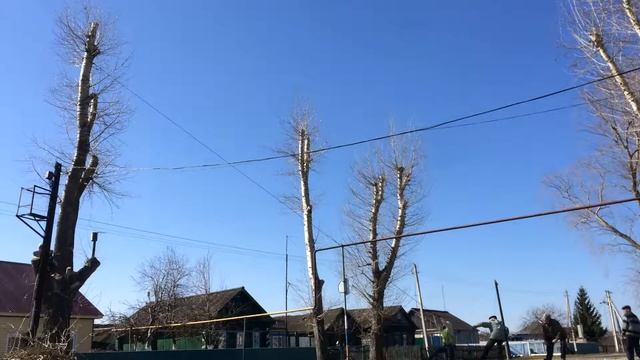 Подрезка высоких тополей смотреть онлайн