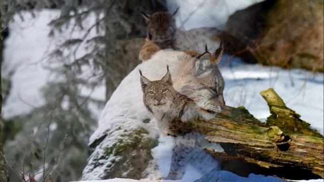Звуки рисі смотреть онлайн