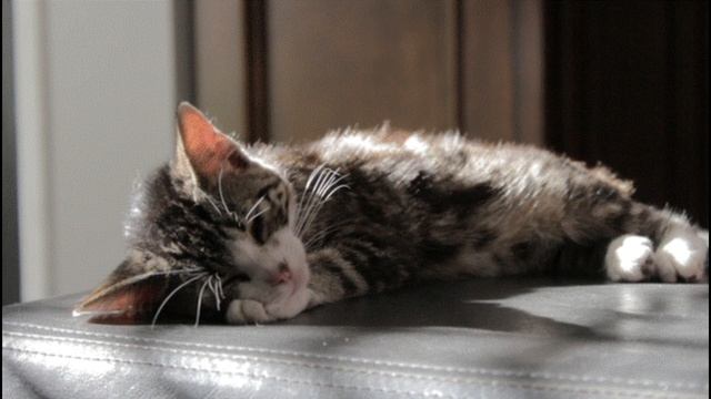 Рунические "сказки" про кошку и руну Уруз. смотреть онлайн