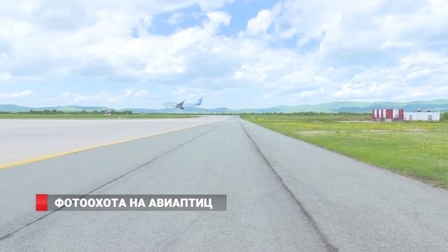 Фотоохота на авиаптиц смотреть онлайн