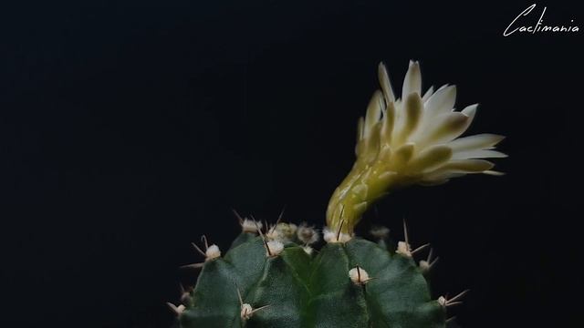 Gymnocalycium Mihanovichii Cactus in Bloom - June 2019 смотреть онлайн