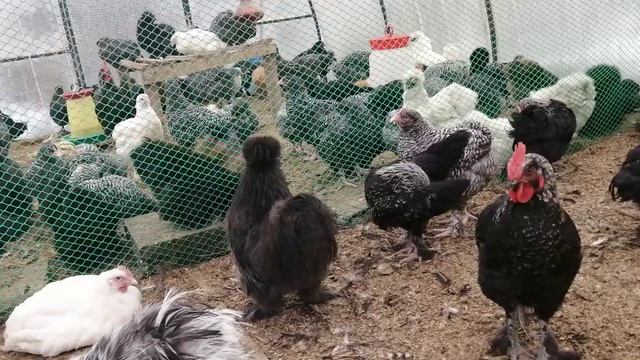 Лозеваль, применение в нашем хозяйстве. смотреть онлайн