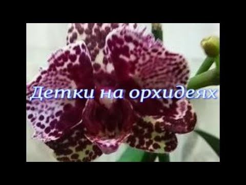 Детки на орхидеях