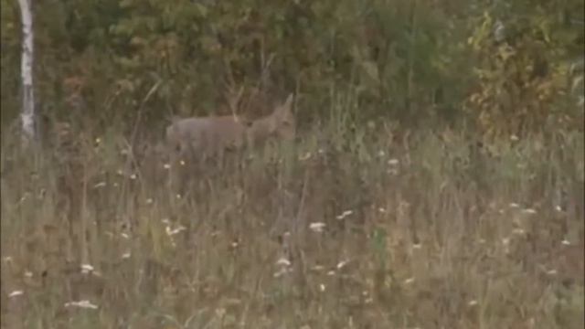 Охота на косулю на Таежной заимке смотреть онлайн