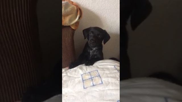 Ксолоитцкуинтли