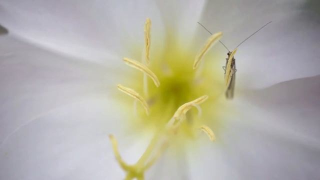 Dune Primrose (Oenothera deltoides) смотреть онлайн
