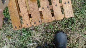 Груша Яблунивская