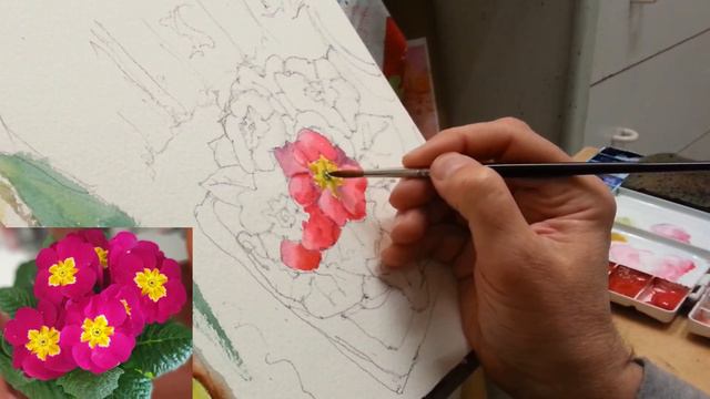 PRIMULA ROSSA IN ACQUERELLO 1/3: FIORI смотреть онлайн