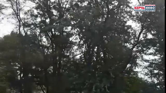 На Казакова пешеходов и автолюбителей пугают засохшие деревья смотреть онлайн