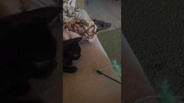 Бурманская кошка играет с удочкой это ее любимая игрушка смотреть онлайн