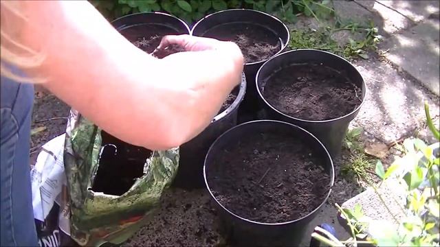 Nieuwe kippen en allium bollen poten, SE2D35, 2019