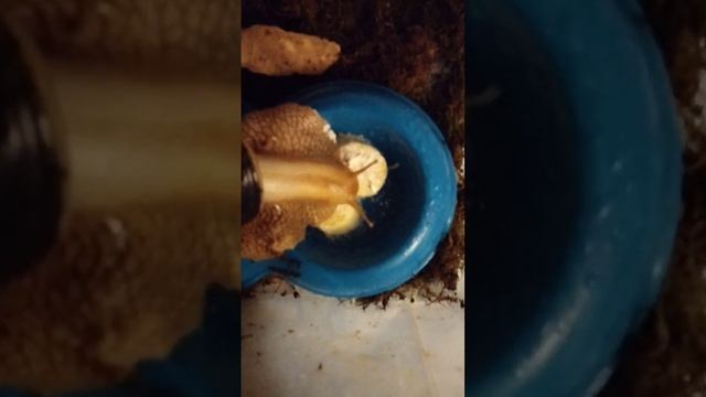 #Аквариумистика#Улитка ( сухопутная ) Ахатина , ест ? банан#!:) смотреть онлайн