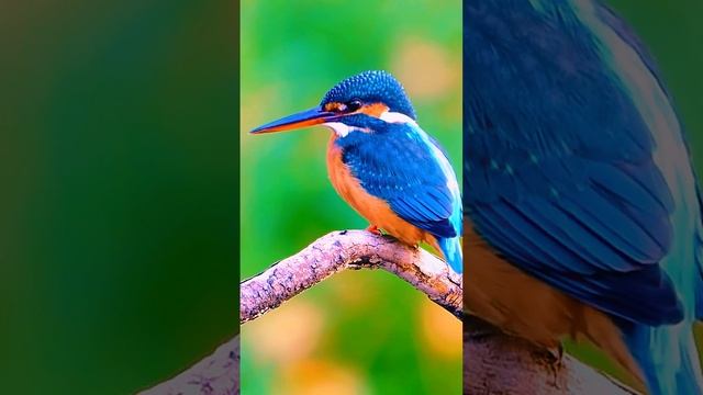 Common kingfisher / Обыкновенный зимородок#Shorts смотреть онлайн