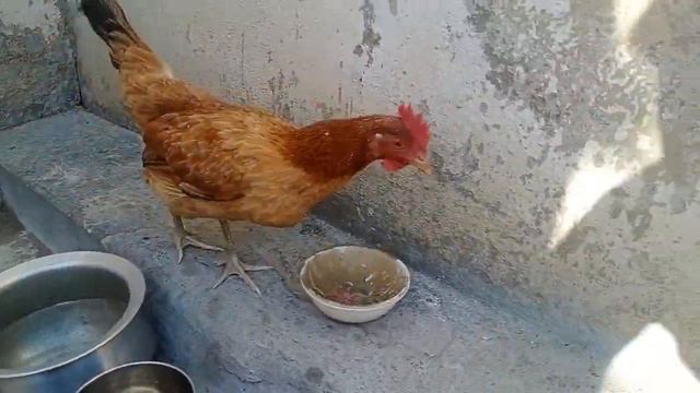 hen and a chicken live together and have a meetin ll L K B Khalil смотреть онлайн
