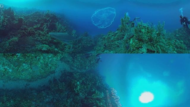 360°, Diving with jellyfish, 8K underwater video смотреть онлайн