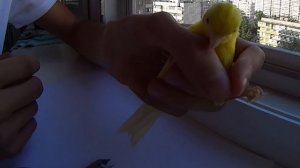 ? как обрезать когти канарейке