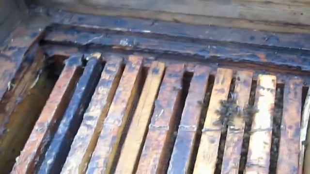 Обработка пчелиных семей от клеща Варроа акарицидом Бипином Т смотреть онлайн