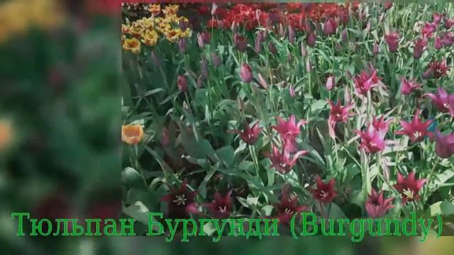 Tulip Burgundy (Тюльпан Бургунди) смотреть онлайн