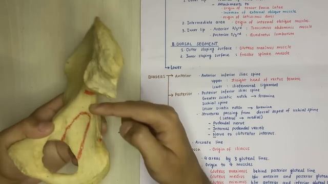 hip bone anatomy 3d | ilium bone anatomy | bones of lower limb anatomy смотреть онлайн