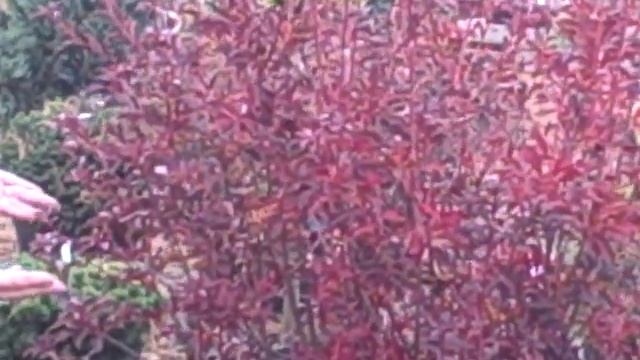 Deb from Weston Nurseries with a look at Enkianthus смотреть онлайн