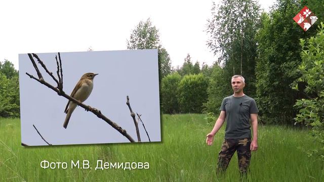 Птицы Мордовии. Пеночка-весничка смотреть онлайн