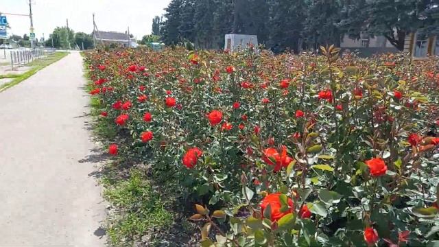 В этом месте высажены петунии и сотни роз! (станица Ленинградская) смотреть онлайн
