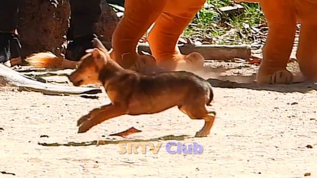 Best Prank Collection Top 15 - Fake Lion Prank Real Dog Super Funny - Try Not To Laugh Challenge смотреть онлайн
