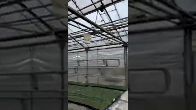 Как снижать температуру в теплице на выгонке? смотреть онлайн