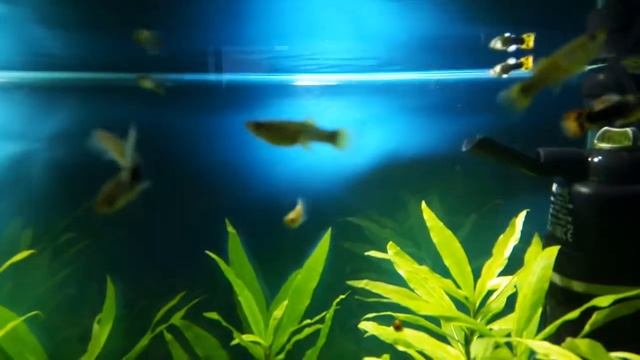 как обустроен мой аквариум 54 литра смотреть онлайн