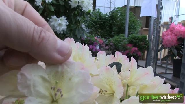 Rhododendron yakushimanum Percy Wiseman смотреть онлайн