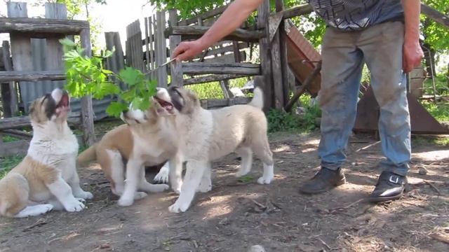 щенки от Убарлаш Оглан Клови и Ольши смотреть онлайн