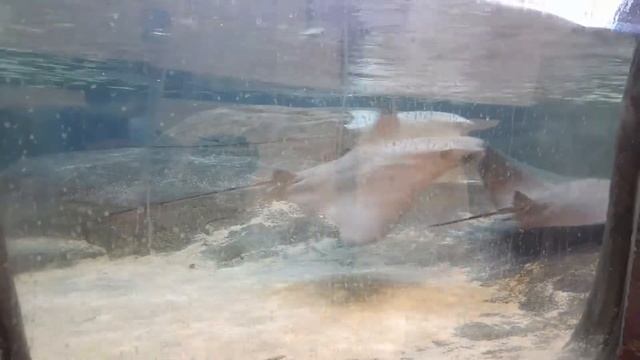 Морские дьяволы Манта/ giant manta rays/diables de mer /Эти забавные животные #shorts #shortsvideo смотреть онлайн