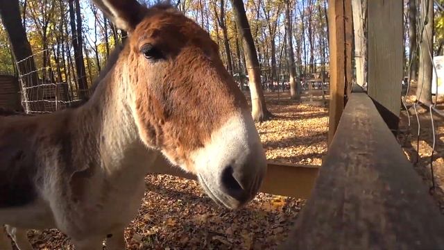 Фельдман Еко-парк -ОБЗОР ЕКО ПАРКА В ХАРЬКОВЕ смотреть онлайн