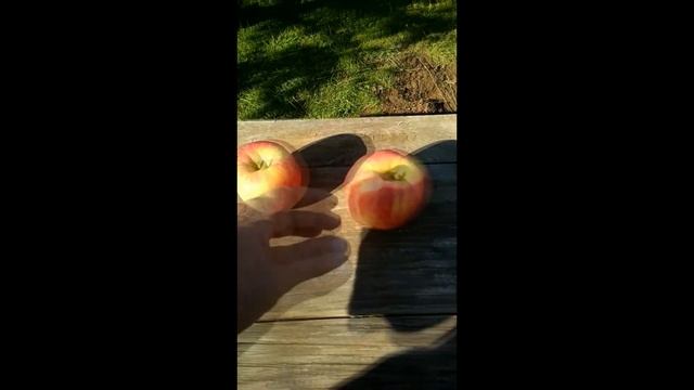 Сорта яблок смотреть онлайн